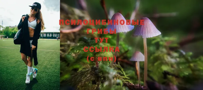 купить закладку  Балашов  Псилоцибиновые грибы MAGIC MUSHROOMS 